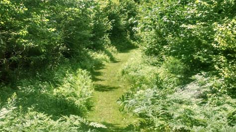 Trail leading to the ridgetop