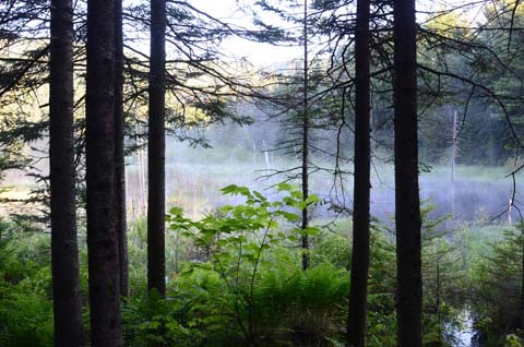 Morning mist on the pond