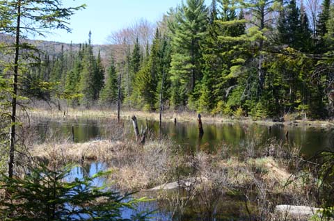 Beaver pond